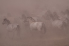 Wildpferdefang Dülmen, 2011