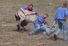 Wildpferdefang Dülmen, 2011