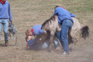 Wildpferdefang Dülmen, 2011