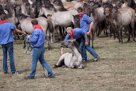 Wildpferdefang Dülmen, 2011