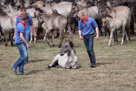 Wildpferdefang Dülmen, 2011