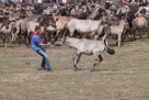 Wildpferdefang Dülmen, 2011