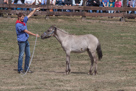 Wildpferdefang Dülmen, 2011