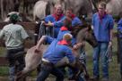 Wildpferdefang Dülmen, 2011