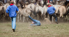 Wildpferdefang Dülmen, 2011