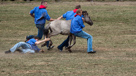 Wildpferdefang Dülmen, 2011