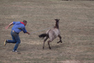 Wildpferdefang Dülmen, 2011