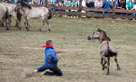 Wildpferdefang Dülmen, 2011