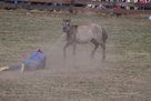 Wildpferdefang Dülmen, 2011