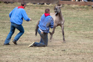 Wildpferdefang Dülmen, 2011