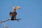 Yellow-billed hornbill / Gelbschnabeltoko