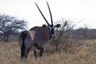 Oryx Antilope