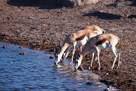 Spingbok am Wasserloch