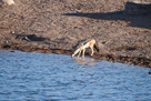 Blackbacked jackal / Schabrackenschakal