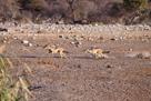 Blackbacked jackal / Schabrackenschakal