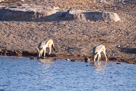 Blackbacked jackal / Schabrackenschakal