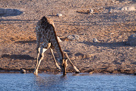 Giraffe am Wasserloch