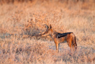 Blackbacked jackal / Schabrackenschakal