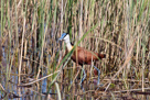 African jacana