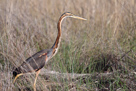 Goliath heron / Goliathreiher