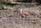 African jacana