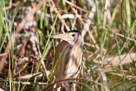 Squacco heron / Rallenreiher