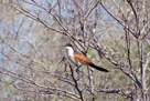 Burchell's coucal / Tiputip