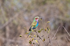 Lilac breasted roller / Gabelracke