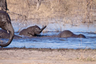 Elefantenherde mit Nachwuchs am Wasserloch