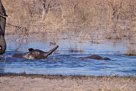 Tiere Namibias und Botswanas