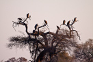 Weißrückengeier mit Marabu im Baum