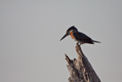 Giant kingfisher / Riesenfischer