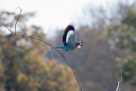 Lilac breasted roller / Gabelracke beim Abflug