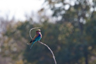 Lilac breasted roller / Gabelracke