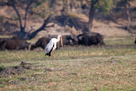 Yellow-billed stork / Nimmersatt