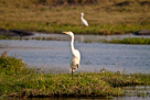 Great white egret / Silberreiher