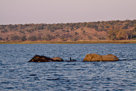 Elefantenherde durchquert Chobe River