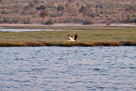 Nimmersatt im Flug