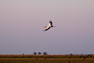 Tiere Namibias und Botswanas