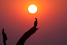 African darter im Sonnenuntergang