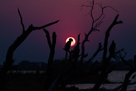 African darter im Sonnenuntergang