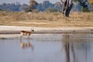 Defassa Waterbuck / Defassa Wasserbock