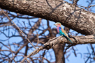 Lilac breasted roller / Gabelracke