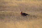 Southern ground hornbill / Hornrabe