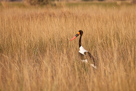 Saddle-billed stork / Sattelstorch