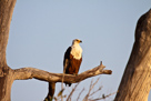 African fish-eagle / Schreiseeadler