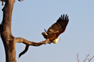 African fish-eagle / Schreiseeadler