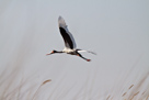 Sattelstorch im Flug