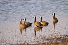 White-faced ducks / Witwenenten