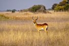 Defassa Waterbuck / Defassa Wasserbock